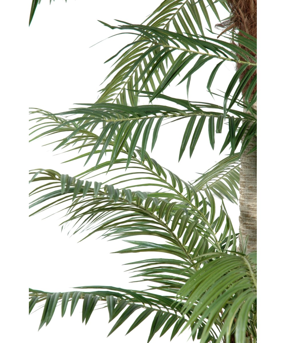 Kunst-datlipalm kolme tüvega