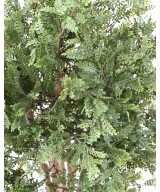 Kunstlik PISTACIA CHINENSIS UV