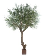 Kunstoliivipuu HIIGLASLIK PEA
