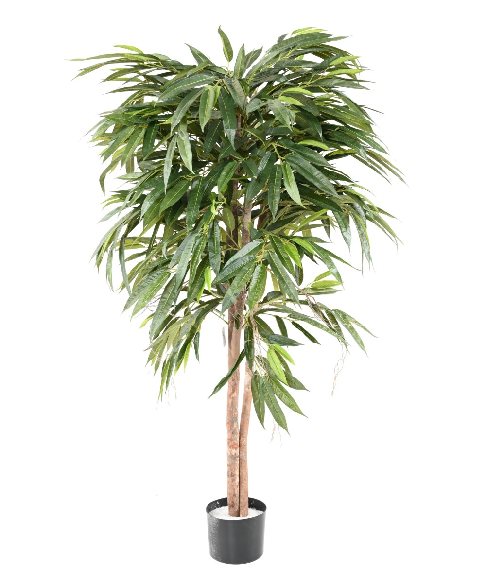 Kunstlik viirpuu (Ficus longifolia)
