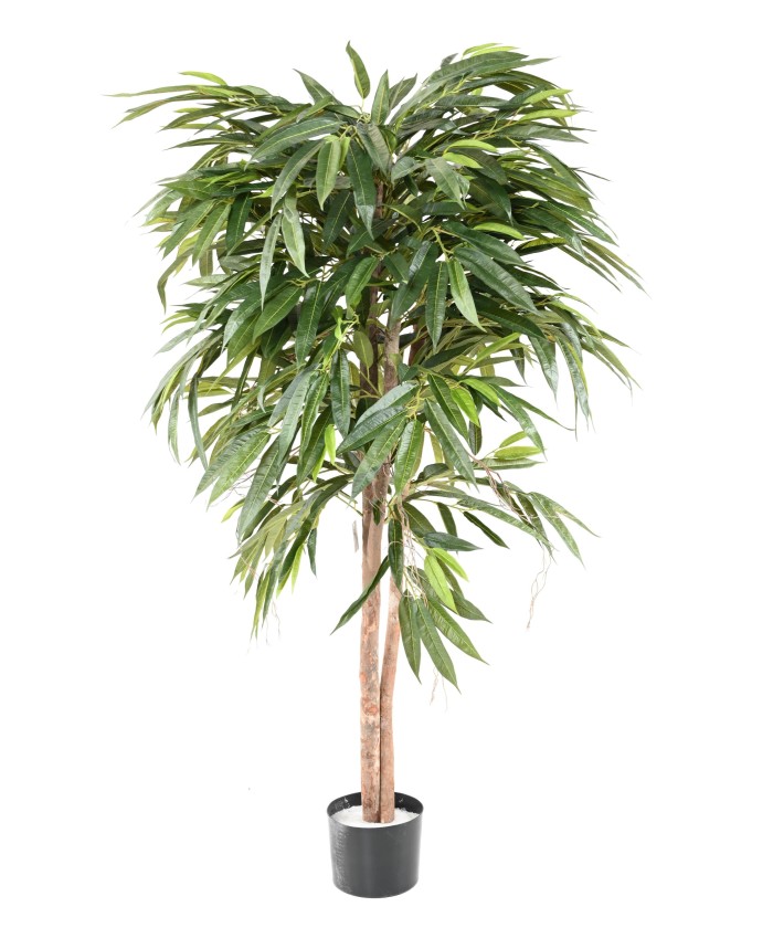 Kunstlik viirpuu (Ficus longifolia)