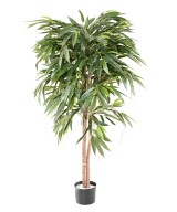 Kunstlik viirpuu (Ficus longifolia)