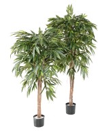 Kunstlik viirpuu (Ficus longifolia)