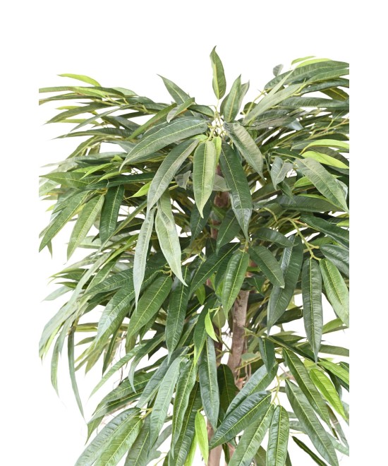 Kunstlik viirpuu (Ficus longifolia)