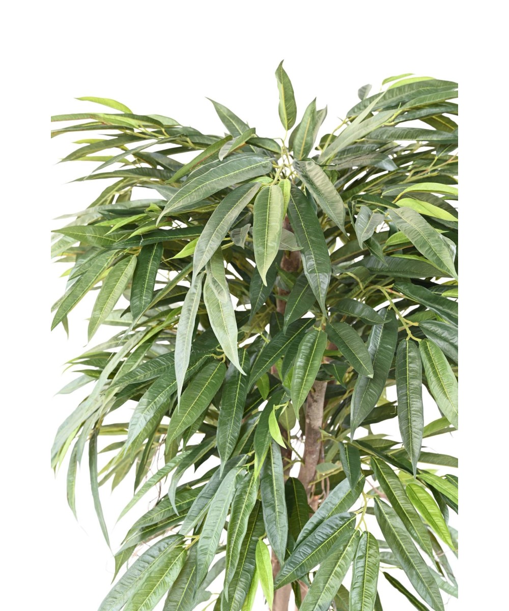 Kunstlik viirpuu (Ficus longifolia)