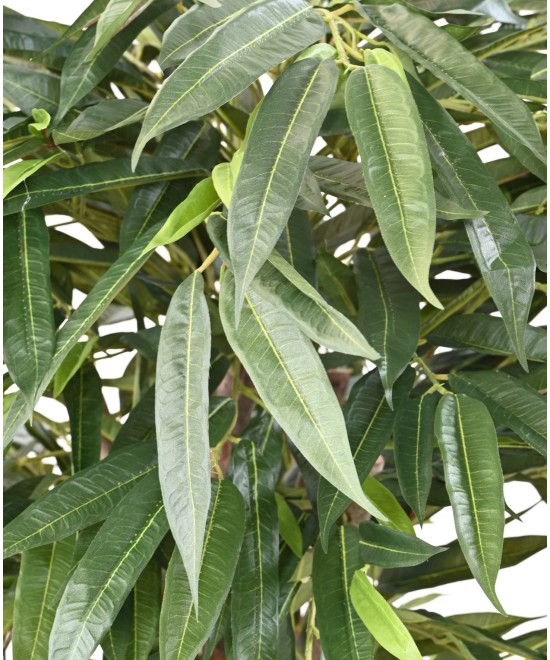 Kunstlik viirpuu (Ficus longifolia)