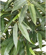 Kunstlik viirpuu (Ficus longifolia)