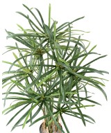 Kunstlikud PAPÜÜRUSE (ALTERNIFOLIUS) MARJAD
