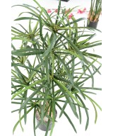 Kunstlikud PAPÜÜRUSE (ALTERNIFOLIUS) MARJAD