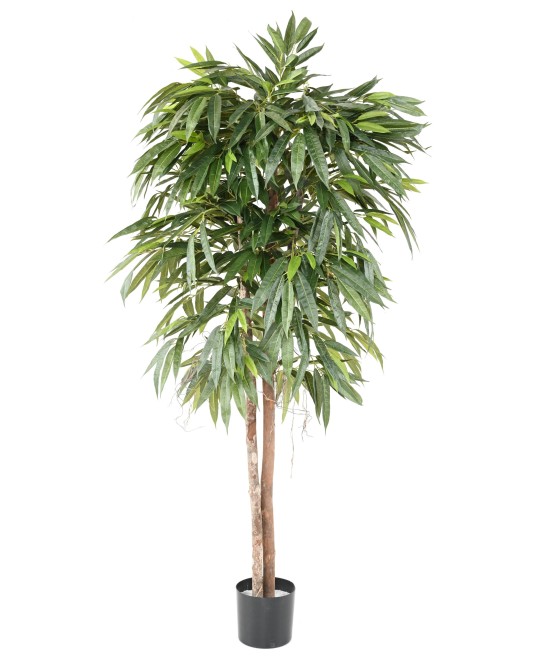 Kunstlik viirpuu (Ficus longifolia)