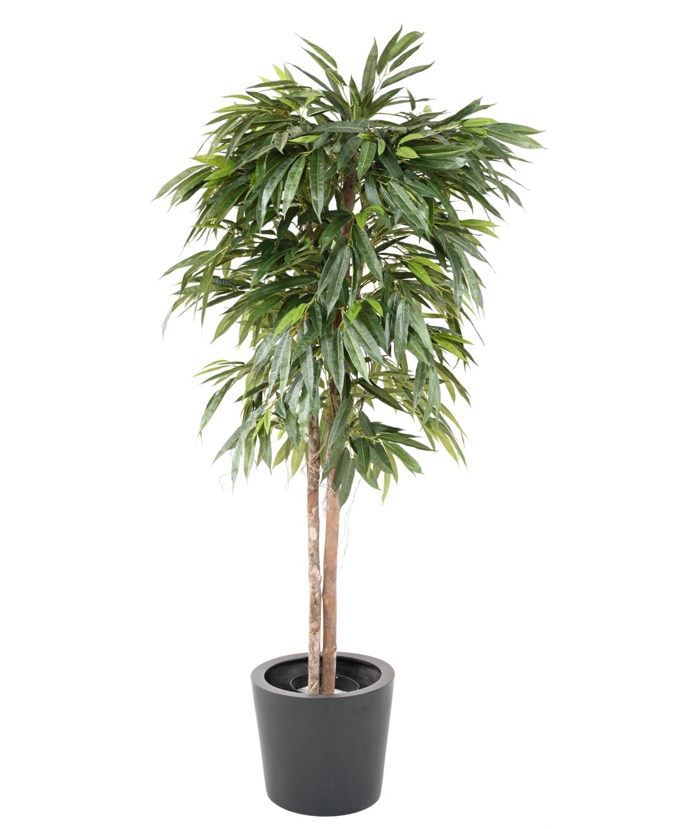 Kunstlik viirpuu (Ficus longifolia)