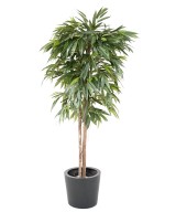 Kunstlik viirpuu (Ficus longifolia)