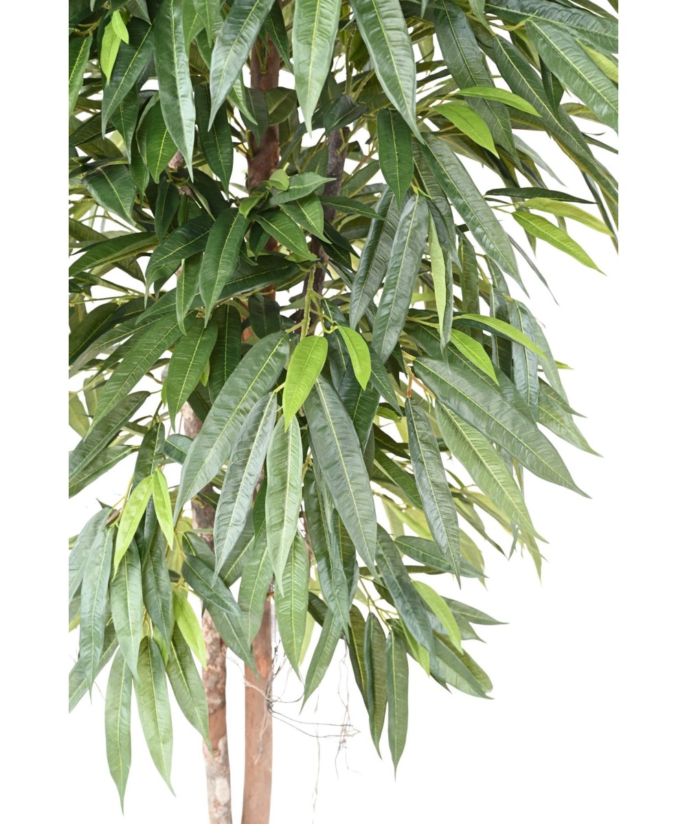 Kunstlik viirpuu (Ficus longifolia)