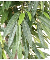 Kunstlik viirpuu (Ficus longifolia)