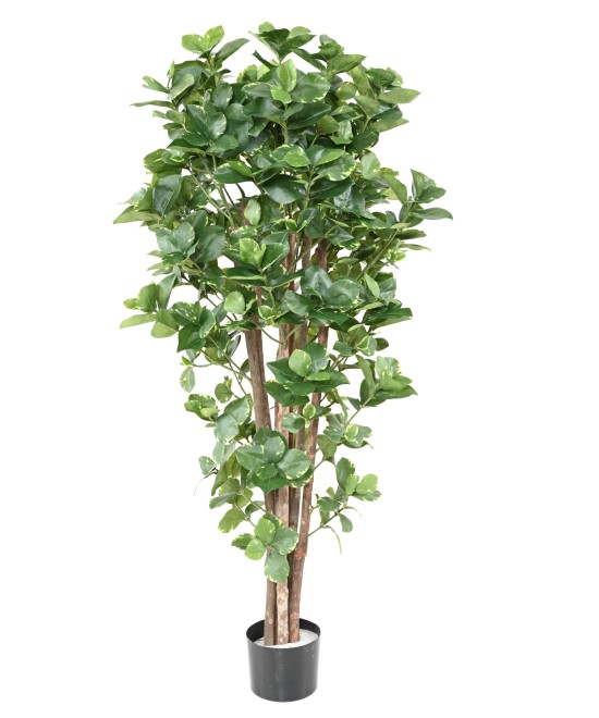 Kunstlik CLUSIA Variegata