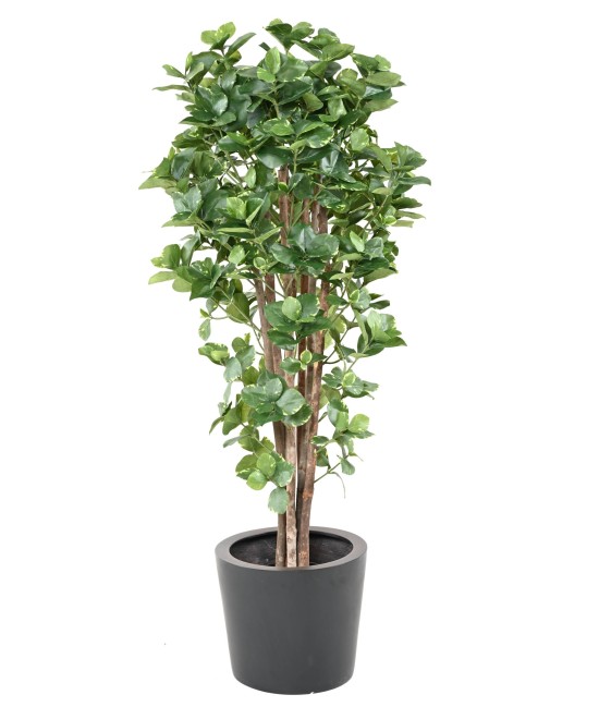Artificial CLUSIA Variegata