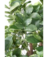 Artificial CLUSIA Variegata