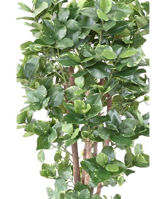 Artificial CLUSIA Variegata