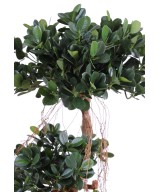 Artificial FICUS PANDA NEW 150