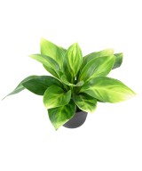 Kunstlik HOSTA pott