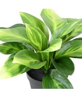 Kunstlik HOSTA pott