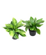 Kunstlik HOSTA pott