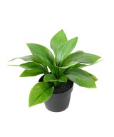 Kunstlik HOSTA pott