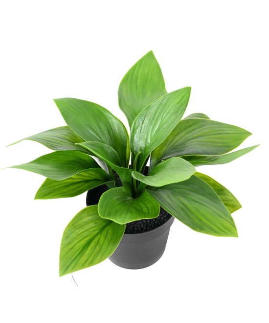 Kunstlik HOSTA pott
