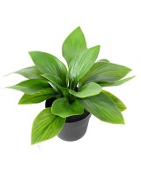 Kunstlik HOSTA pott