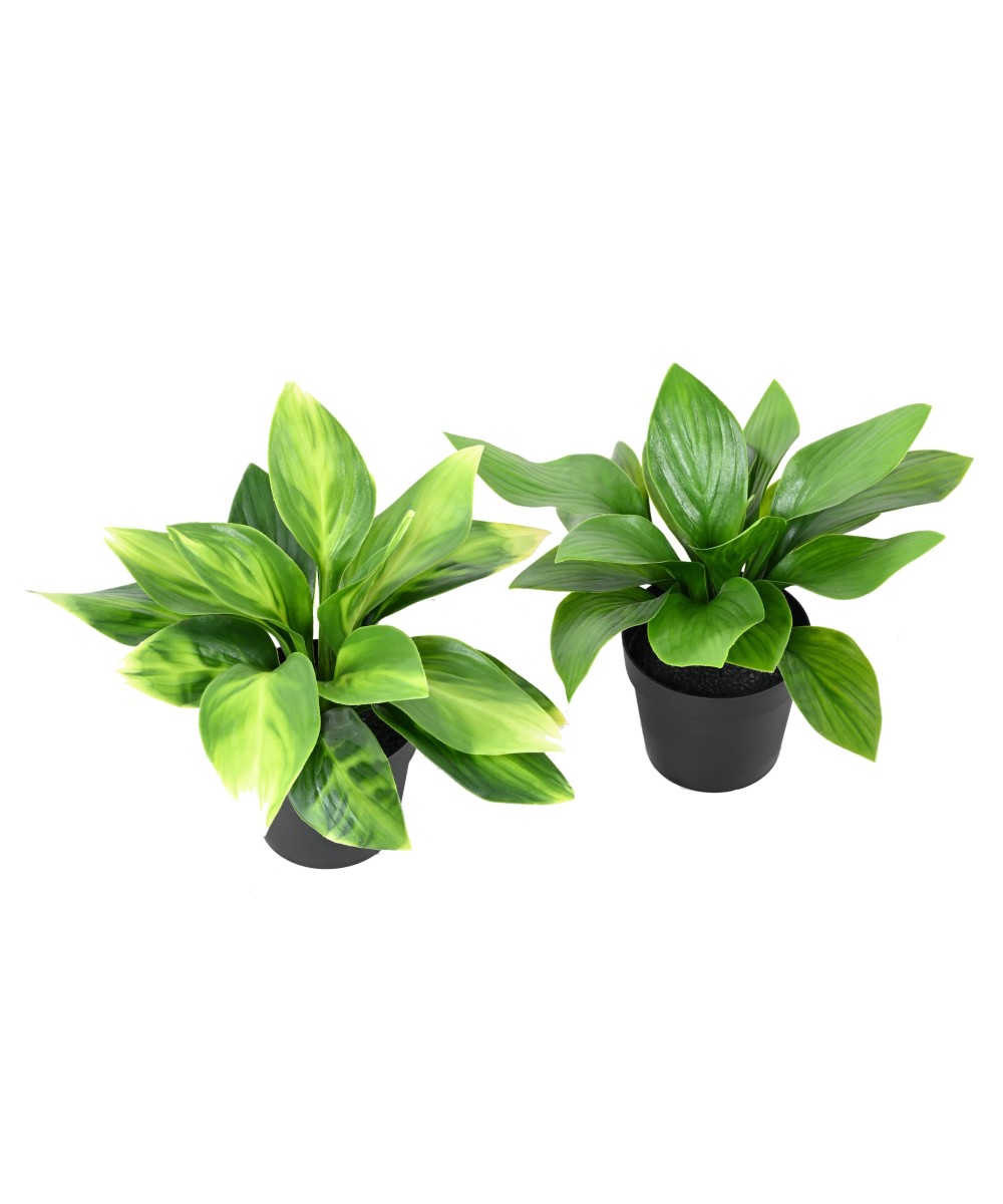 Kunstlik HOSTA pott