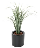 Artificial CITRONELLA CYMBOPOGNON CITRATUS