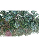 Artificial ficus CREEPERS UMBRELLA