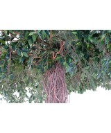 Artificial ficus CREEPERS UMBRELLA