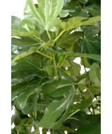 Artificial fig tree AND FRUIT