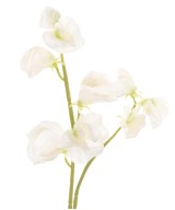 Artificial SWEET PEA
