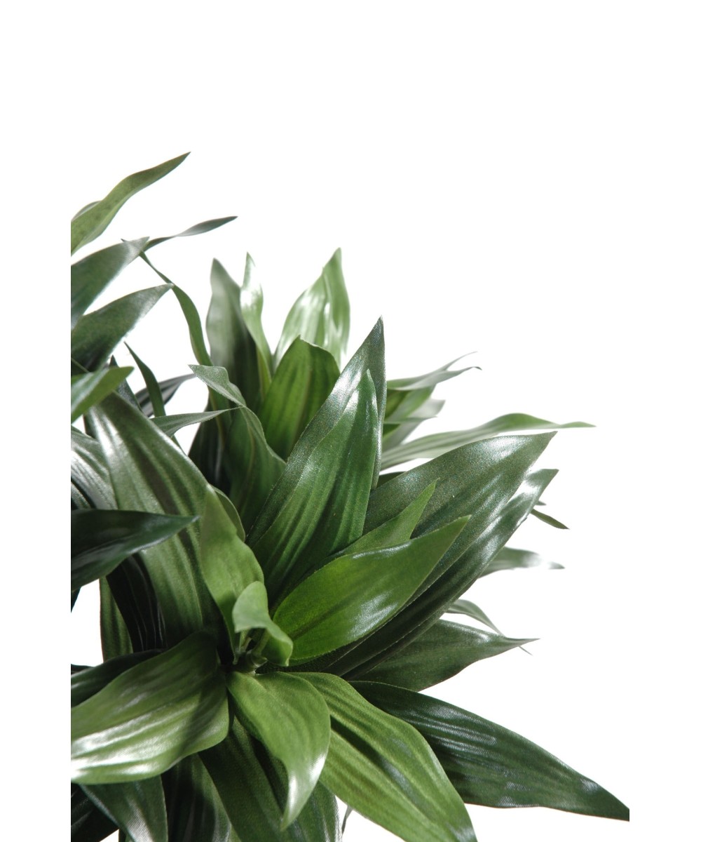 Kunstdraakonipuu FRAGRANS