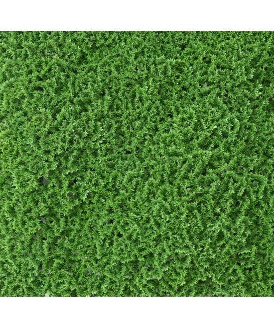 Artificial SPHAGNOPSIDA MOSS 50*50