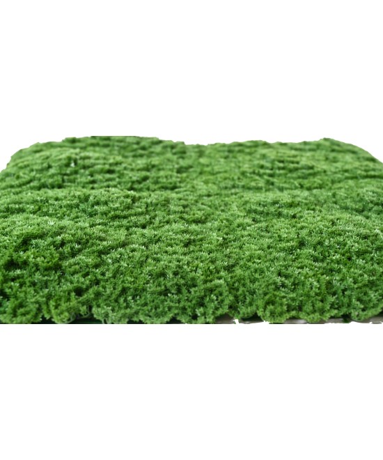Artificial SPHAGNOPSIDA MOSS 50*50