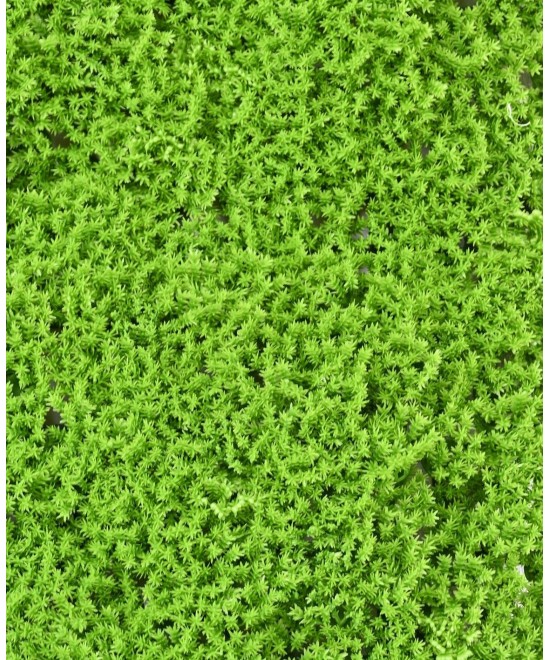 Artificial SPHAGNOPSIDA MOSS 50*50