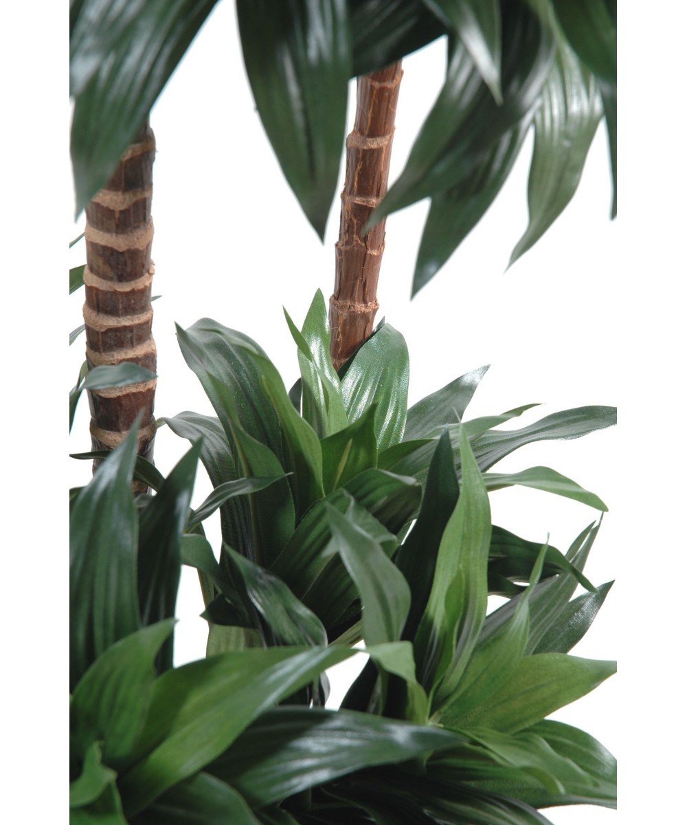 Kunstdraakonipuu FRAGRANS