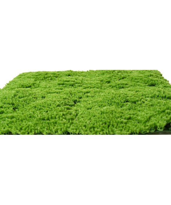 Artificial SPHAGNOPSIDA MOSS 50*50