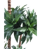 Kunstdraakonipuu FRAGRANS