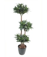 Artificial dracaena FRAGRANS