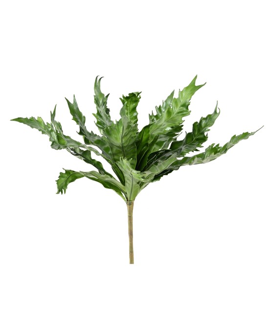 Kunstaspleenium DAUCIFOLIUM