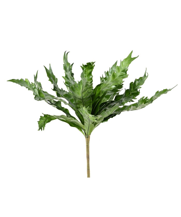 Kunstaspleenium DAUCIFOLIUM