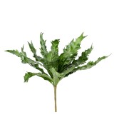 Kunstaspleenium DAUCIFOLIUM