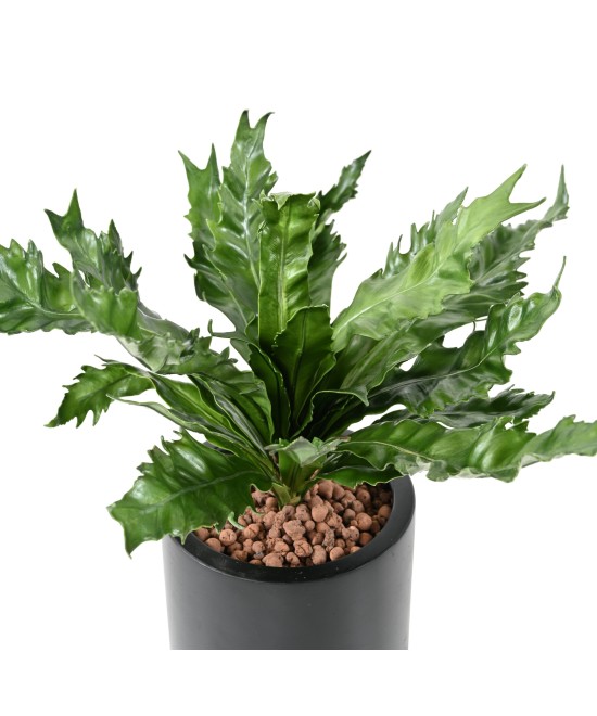 Kunstaspleenium DAUCIFOLIUM