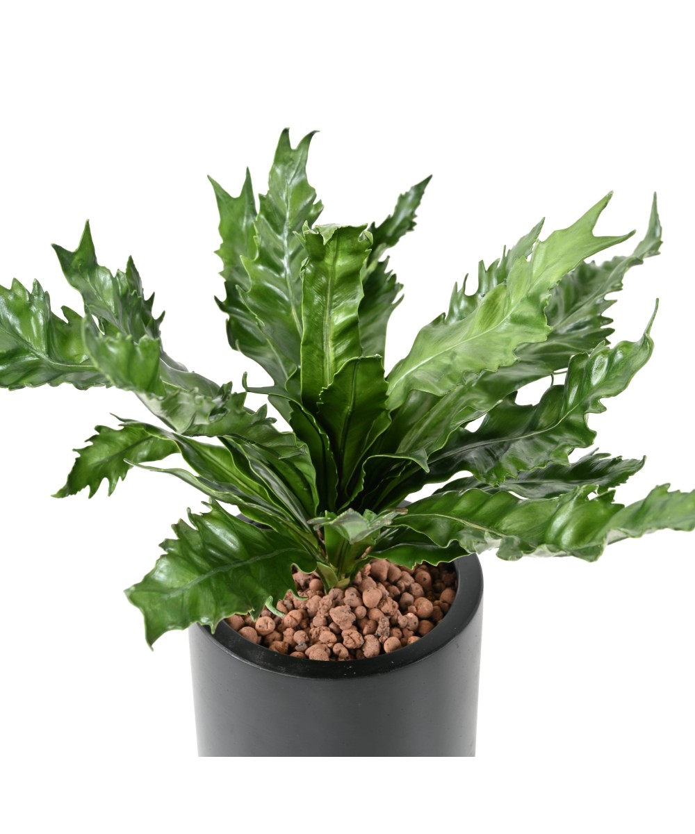 Kunstaspleenium DAUCIFOLIUM
