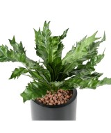 Kunstaspleenium DAUCIFOLIUM