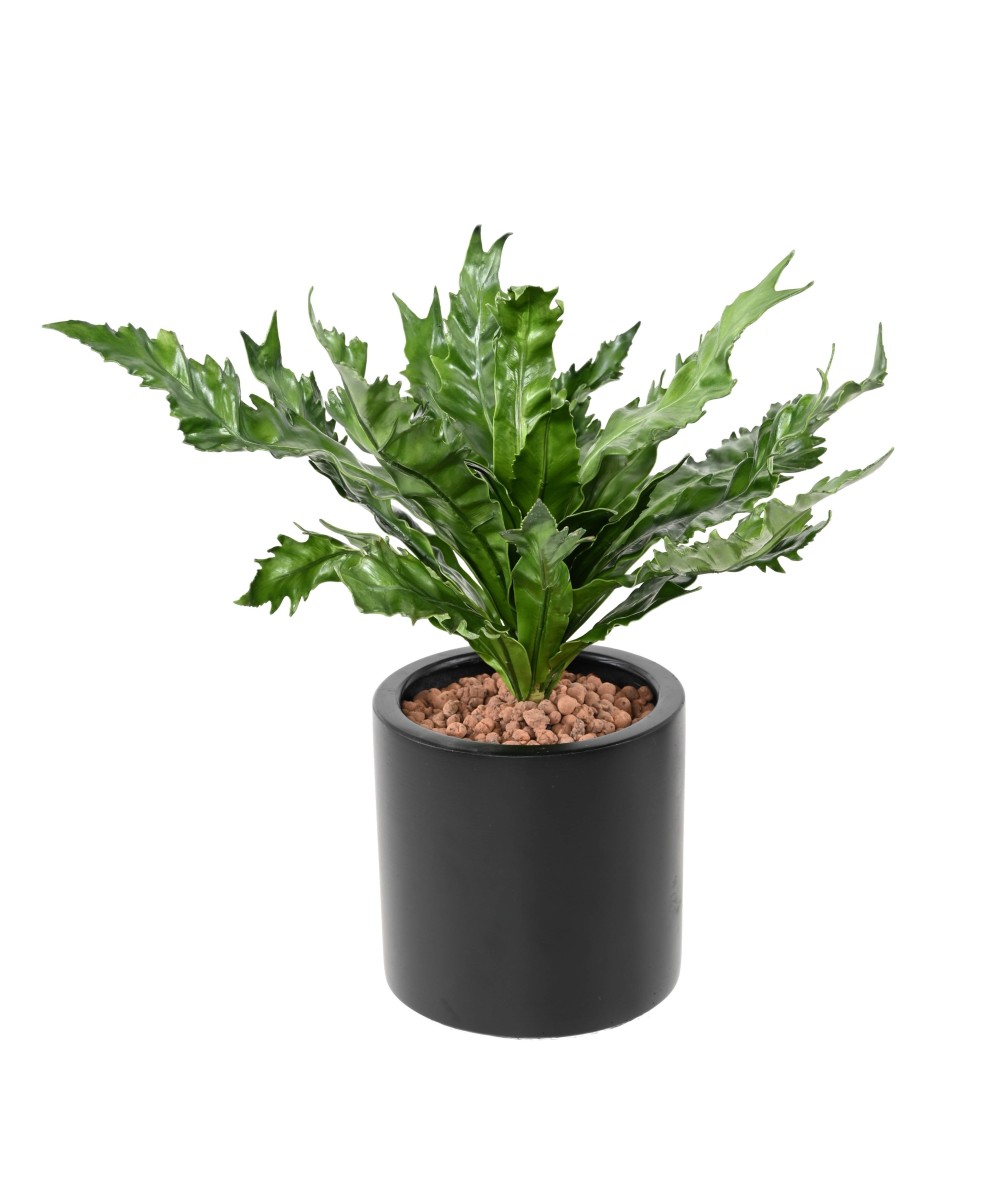 Kunstaspleenium DAUCIFOLIUM
